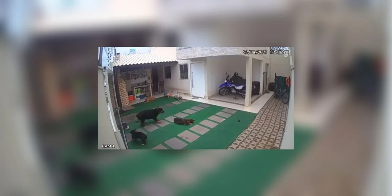 Vídeo mostra cães sendo atacados por abelhas; dois animais morreram