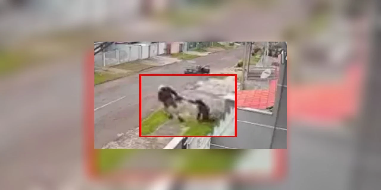 VÍDEO - Ladrão rouba e arrasta mulher pela calçada na RMC;