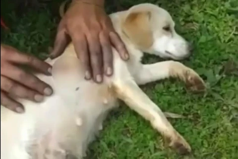 MP denuncia homem que matou cadela em período de amamentação com tiro de espingarda de pressão