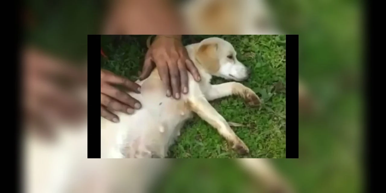 MP denuncia homem que matou cadela em período de amamentação com tiro de espingarda de pressão