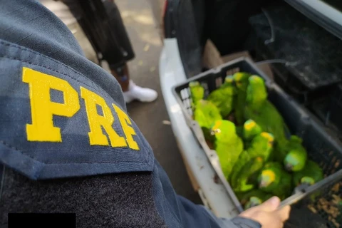 Foragido da justiça é preso transportando mais de 100 papagaios em PG