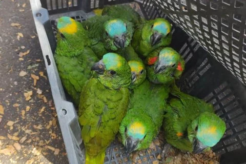 Foragido da justiça preso por tráfico de animais silvestres ganha multa de 57 mil; diz IAT