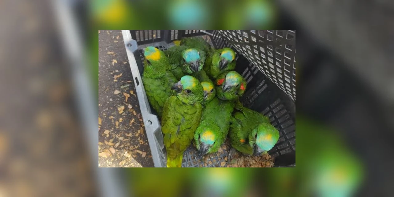 Foragido da justiça preso por tráfico de animais silvestres ganha multa de 57 mil; diz IAT