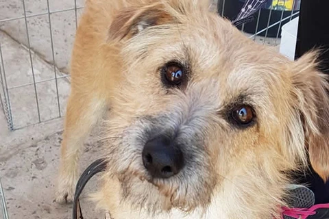 Evento de adoção de cães e gatos é realizado no domingo (07) em Ponta Grossa