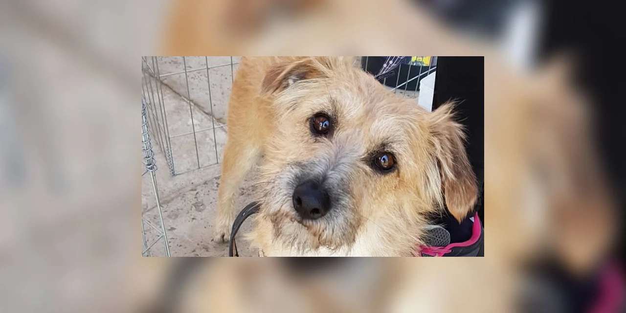 Evento de adoção de cães e gatos é realizado no domingo (07) em Ponta Grossa