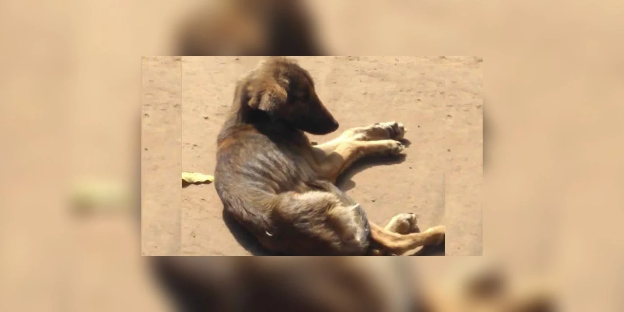 Homem é preso por maus-tratos aos animais em bairro de PG