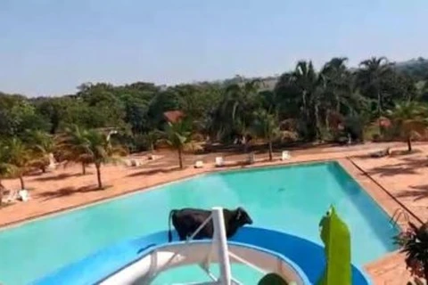 VÍDEO - Vaca é flagrada descendo em toboágua de piscina no interior de SP