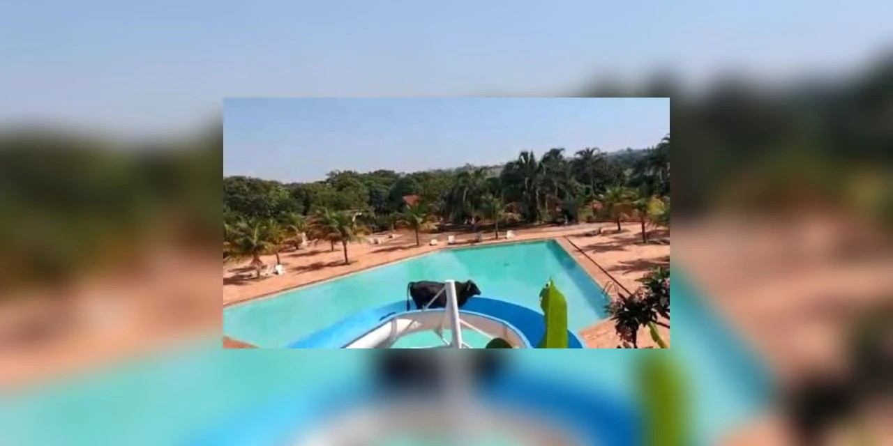 VÍDEO - Vaca é flagrada descendo em toboágua de piscina no interior de SP