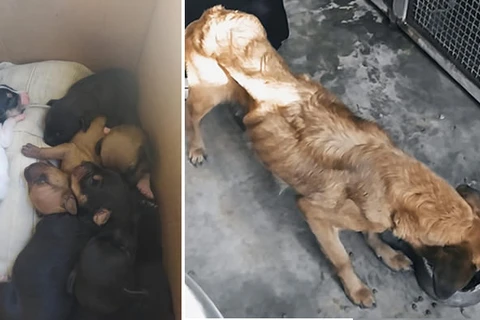 Mulher abandona cadela com sete filhotes e acaba presa por crime de maus-tratos em PG