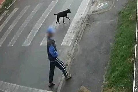 Polícia Civil procura homem flagrado abusando sexualmente de cachorro