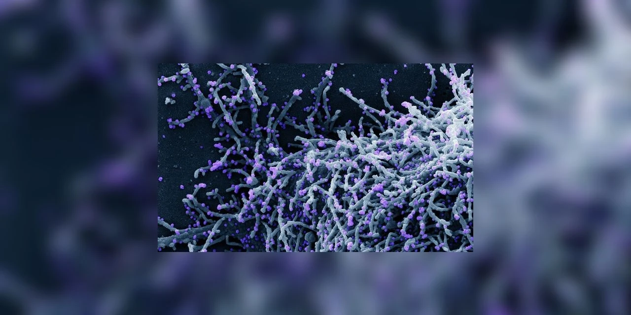 Descoberta nova variante do coronavírus com grande número de mutações