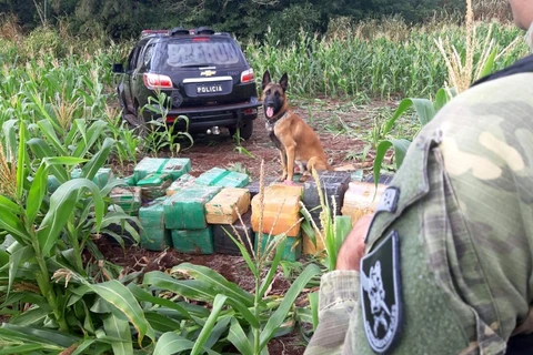 Ação integrada das policias do Paraná tira de circulação 219 toneladas de drogas em 9 meses