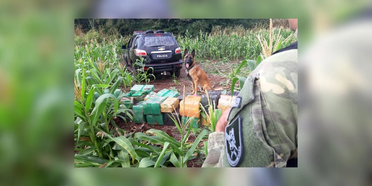 Ação integrada das policias do Paraná tira de circulação 219 toneladas de drogas em 9 meses