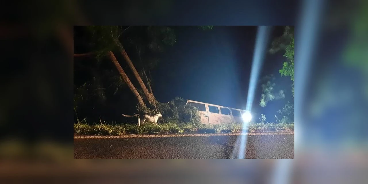 Condutor perde controle de direção e atinge árvore em Guaragi