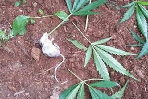 Homem com tornozeleira eletrônica foge da policia após agredir companheira em PG