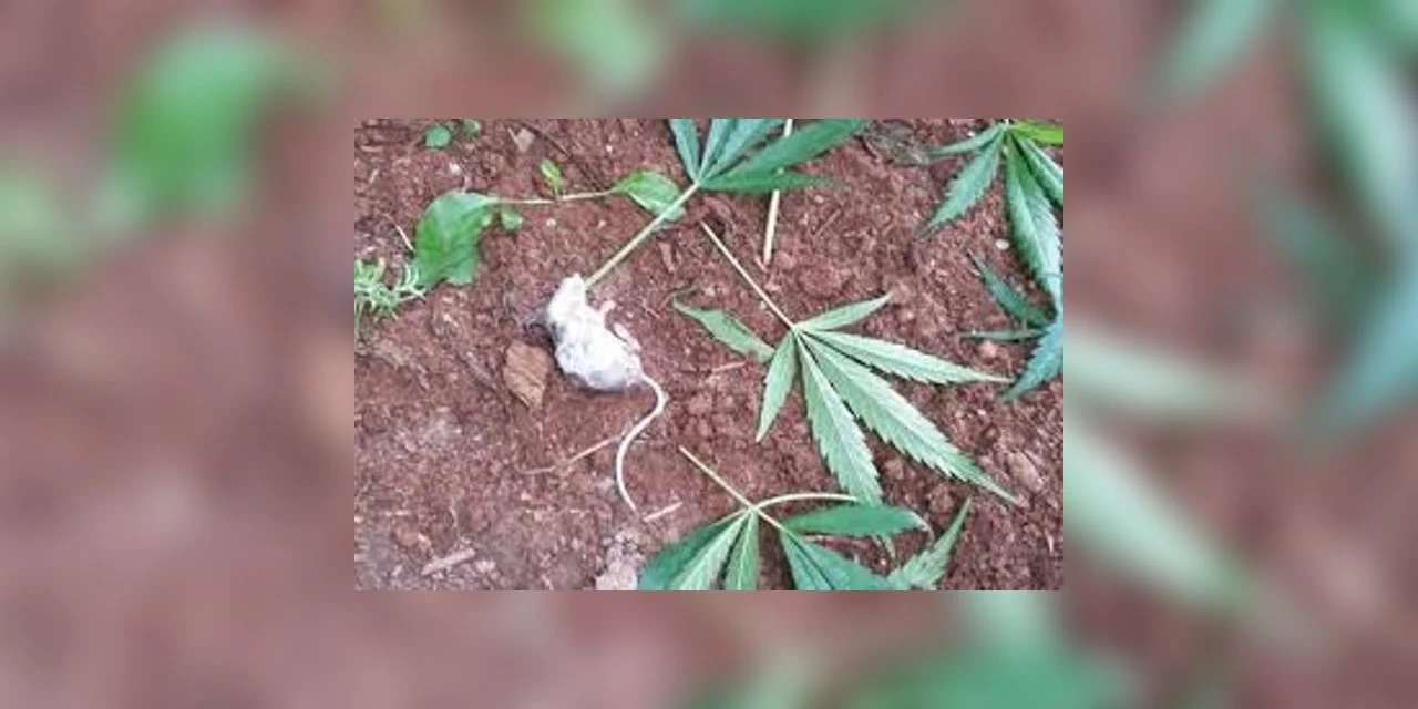 Homem com tornozeleira eletrônica foge da policia após agredir companheira em PG