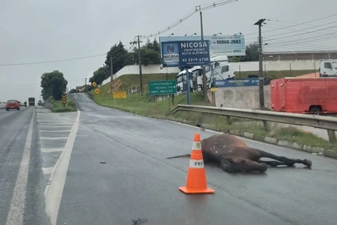 Cavalo é atropelado por ônibus próximo ao arroio da Ronda, em PG