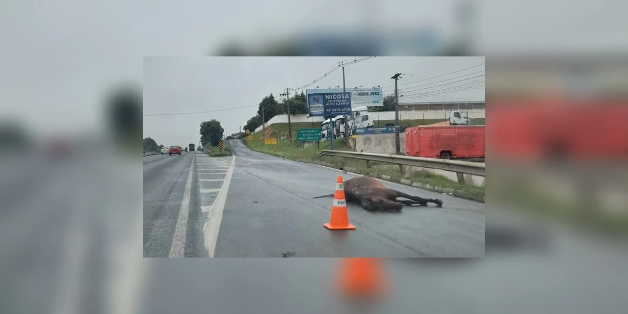 Cavalo é atropelado por ônibus próximo ao arroio da Ronda, em PG