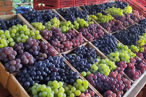 Fesuva será aberta hoje no modelo drive thru e digital; veja!