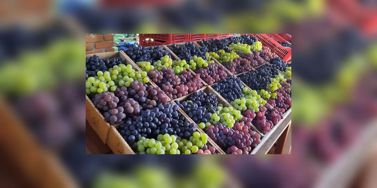 Fesuva será aberta hoje no modelo drive thru e digital; veja!