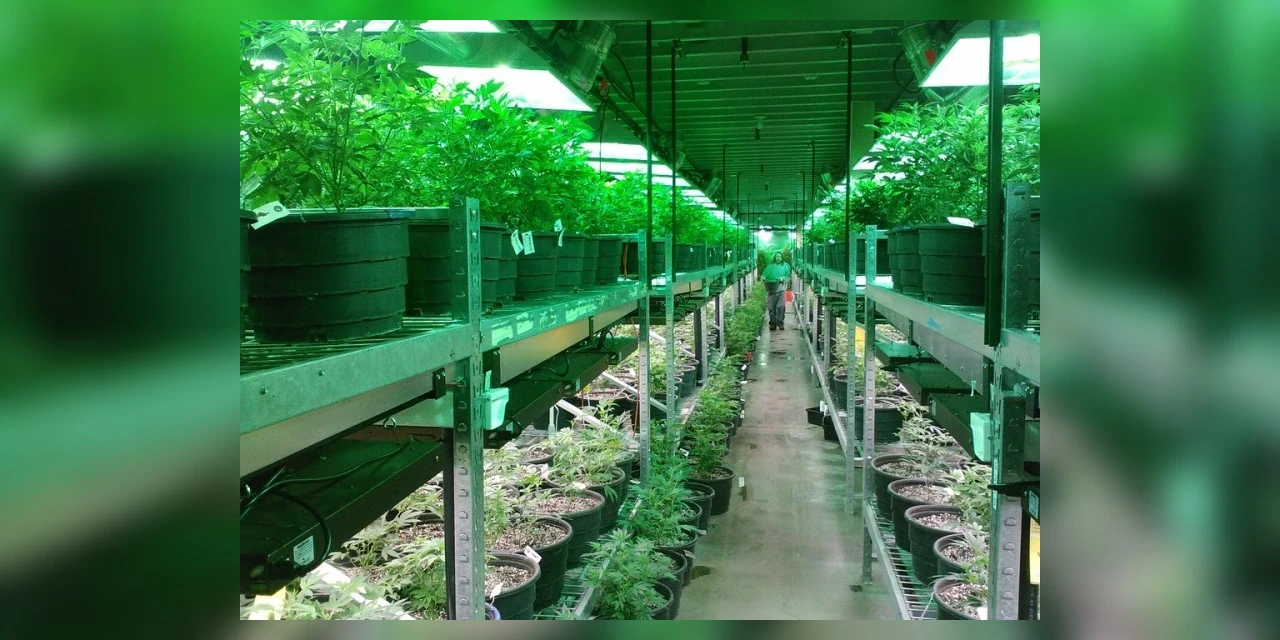 Anvisa aprova novo produto medicinal à base de Cannabis