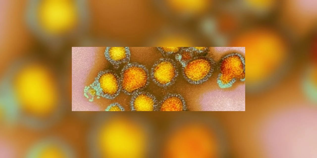 Mais 134 casos e sete óbitos pela H3N2 são confirmados no Paraná