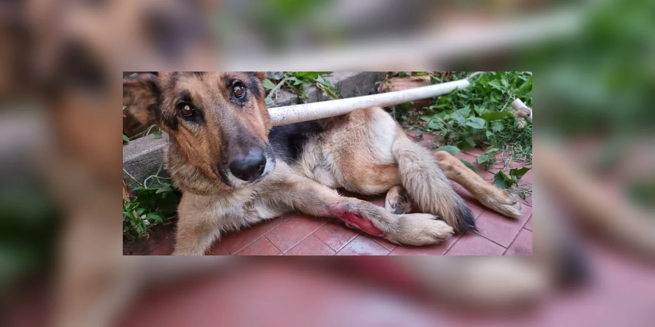 Policia Civil resgata cão vitima de maus-tratos em residencia de jovem autista encontrado morto