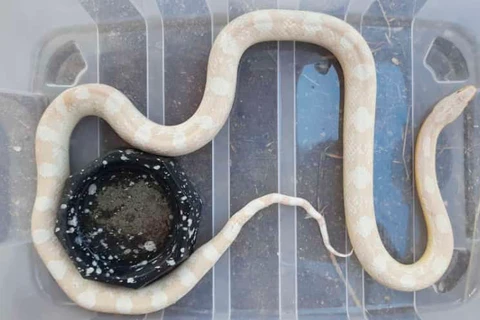 IAT recebe cobra exótica e orienta que espécies não originárias do Brasil devem ser entregues ao órgão