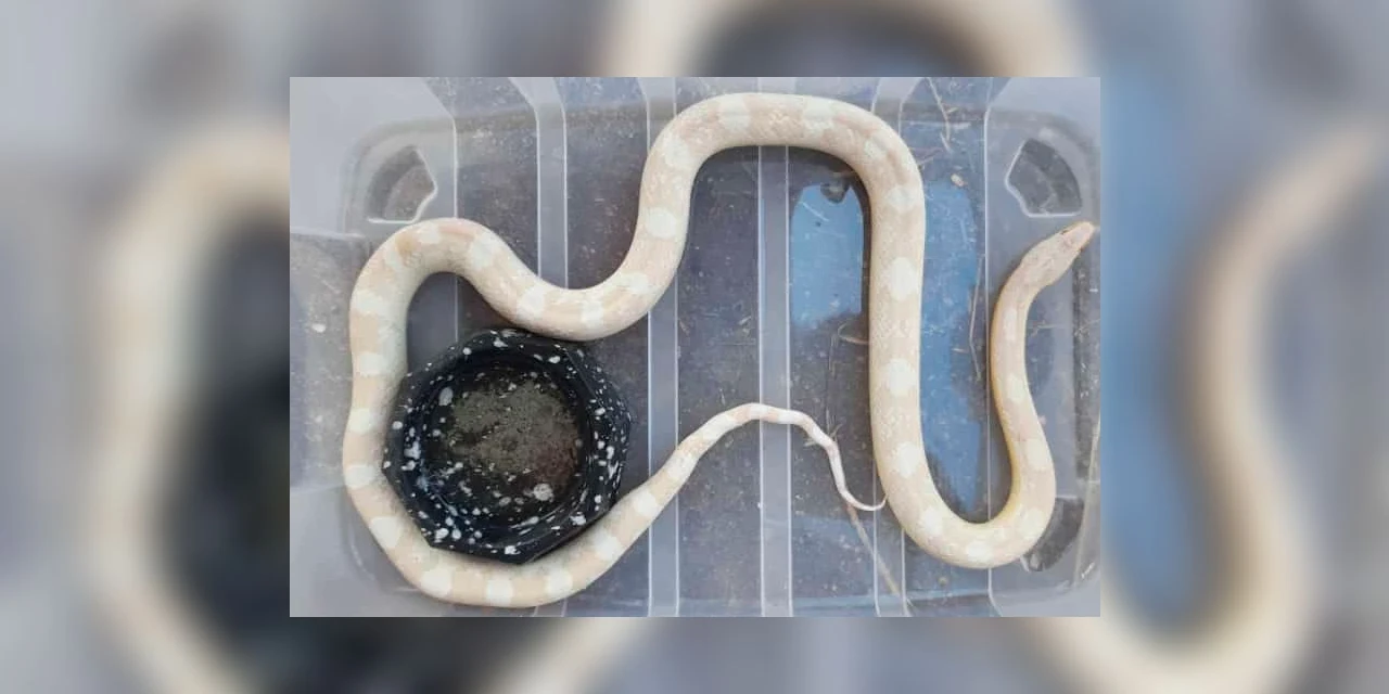 IAT recebe cobra exótica e orienta que espécies não originárias do Brasil devem ser entregues ao órgão