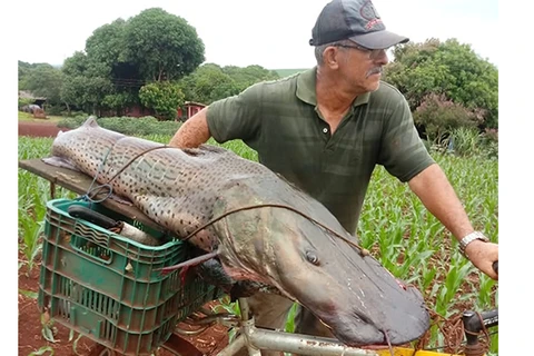 Pescador captura peixe de mais de 40 kg no Rio Paraná