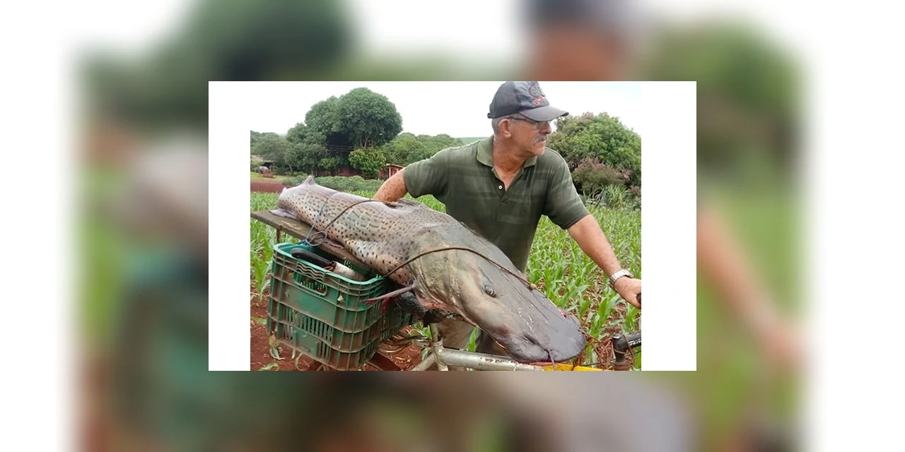 Pescador captura peixe de mais de 40 kg no Rio Paraná