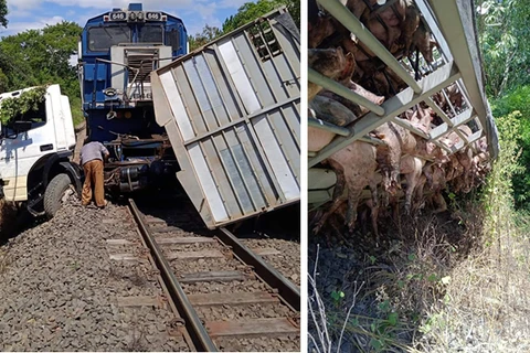 Caminhão carregado com porcos colide com trem em Ipiranga