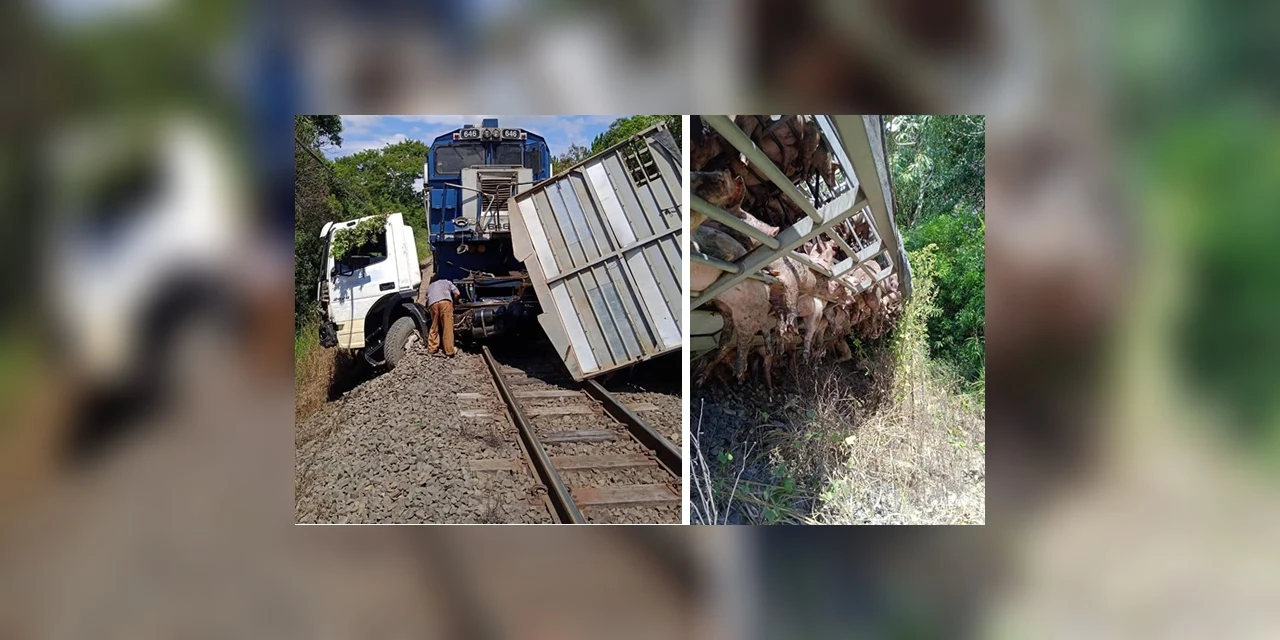 Caminhão carregado com porcos colide com trem em Ipiranga