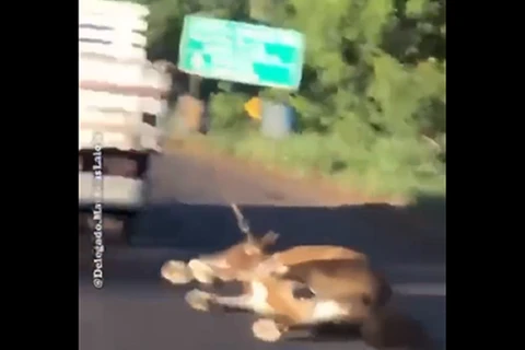 Vídeo mostra cavalo sendo arrastado por caminhonete no Paraná; crueldade!