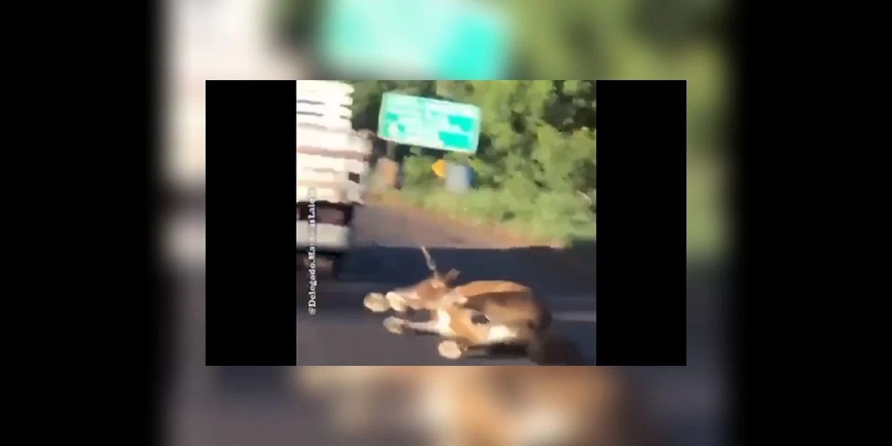 Vídeo mostra cavalo sendo arrastado por caminhonete no Paraná; crueldade!