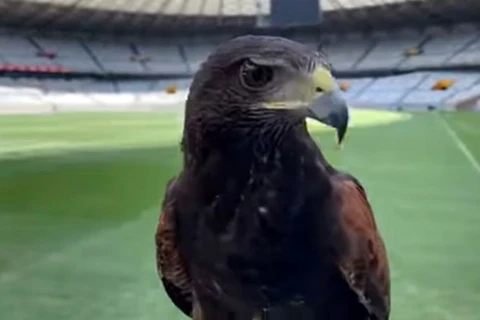 Gavião é contratado para ajudar na limpeza do Mineirão; veja!