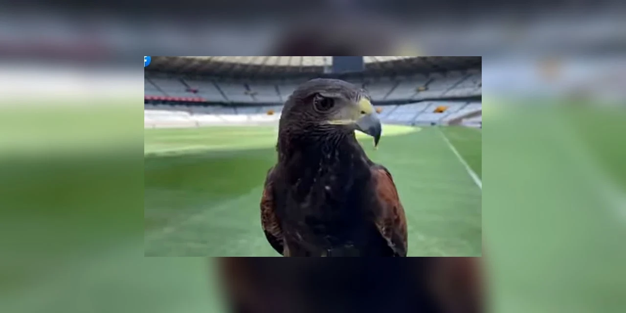 Gavião é contratado para ajudar na limpeza do Mineirão; veja!