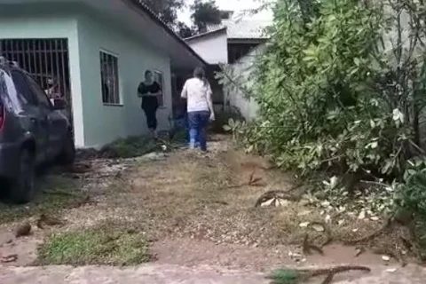 Homem de 60 anos morre ao ter cabeça atingida por galho, em Colombo