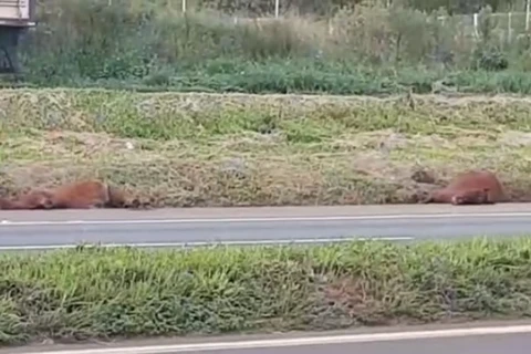 Video: Cavalos mortos são encontrados às margens da BR-376, em PG