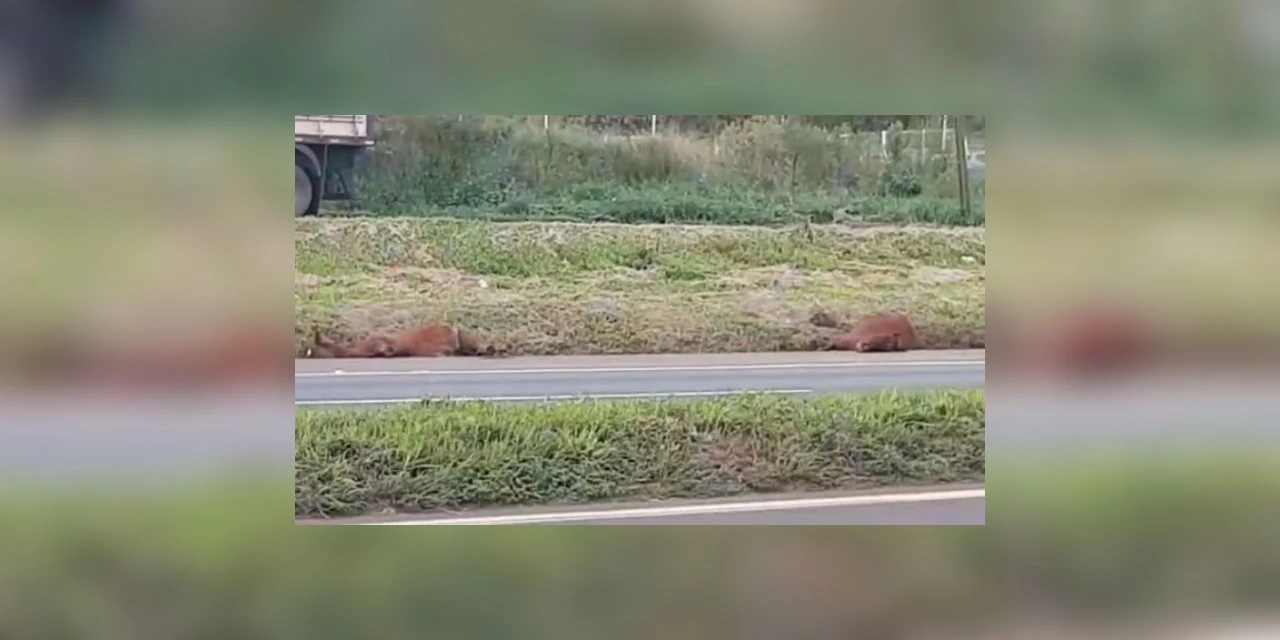 Video: Cavalos mortos são encontrados às margens da BR-376, em PG