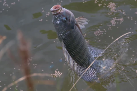 Feira do Peixe inicia nesta terça (12), em formato digital