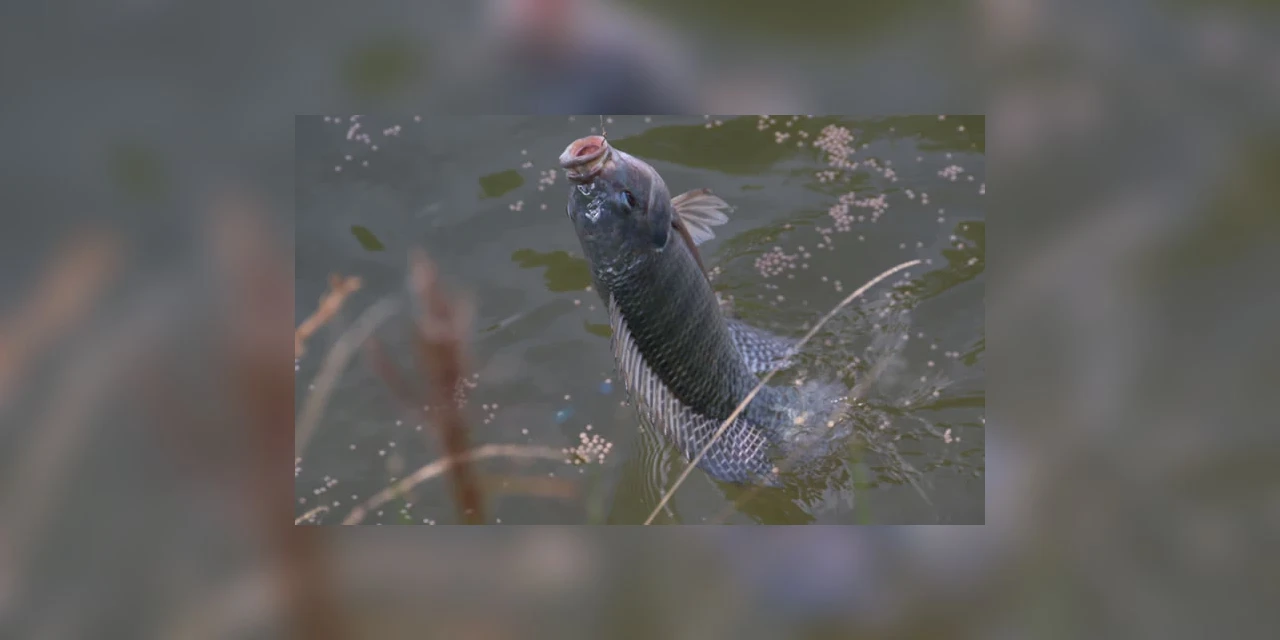 Feira do Peixe inicia nesta terça (12), em formato digital
