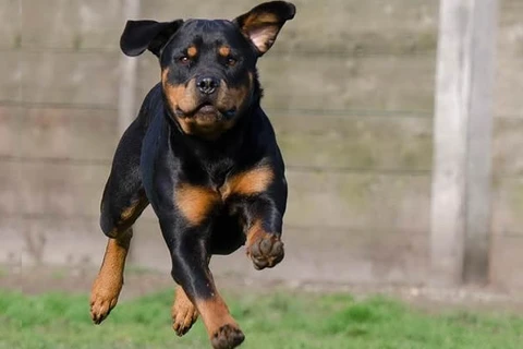 Assembleia aprova proibição de corrida de cães em todo o Paraná