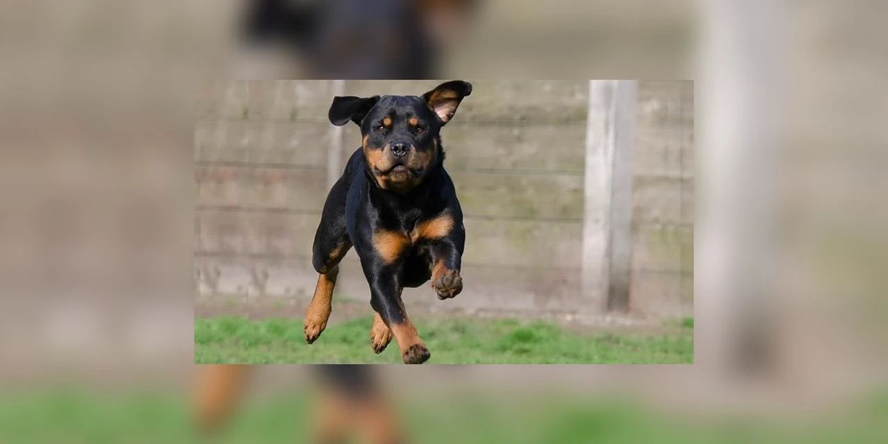 Assembleia aprova proibição de corrida de cães em todo o Paraná