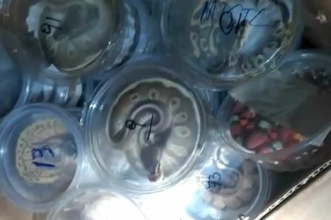 PRF apreende serpentes e tartarugas na BR-277; em Guarapuava