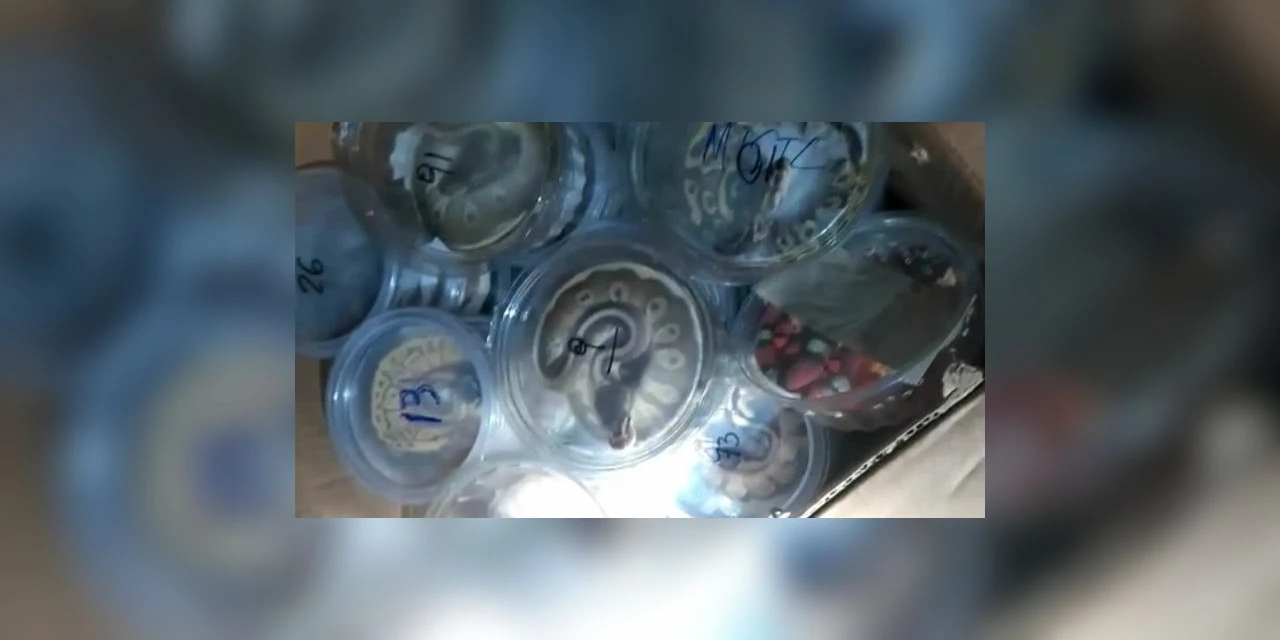 PRF apreende serpentes e tartarugas na BR-277; em Guarapuava