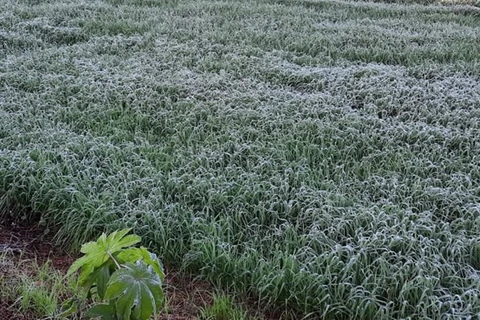 Serviço Alerta Geada, referência em apoio aos agricultores inicia nesta terça