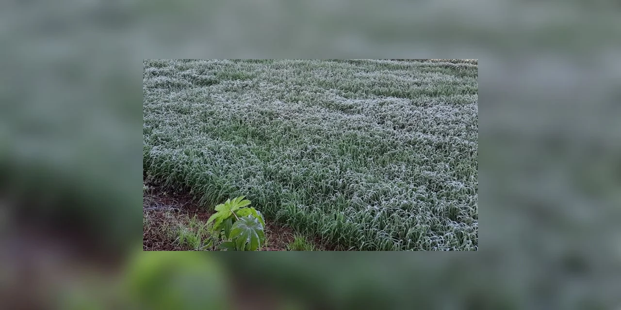 Serviço Alerta Geada, referência em apoio aos agricultores inicia nesta terça