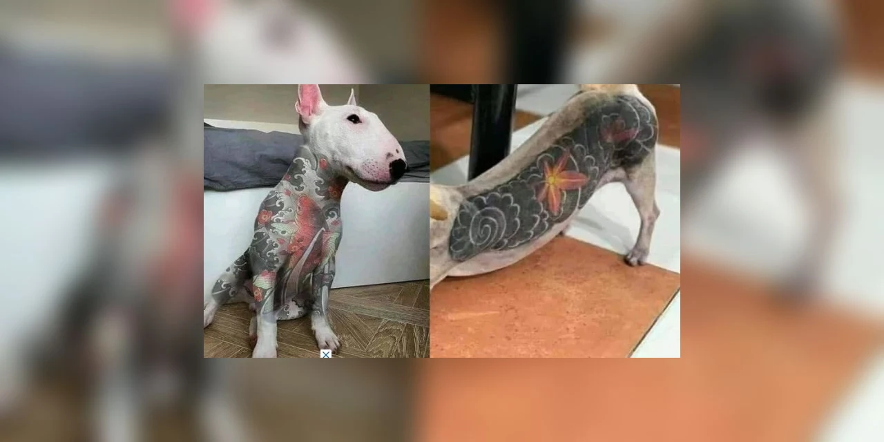 Deputados aprovam projeto de lei que proíbe tatuagens e piercings em animais de estimação