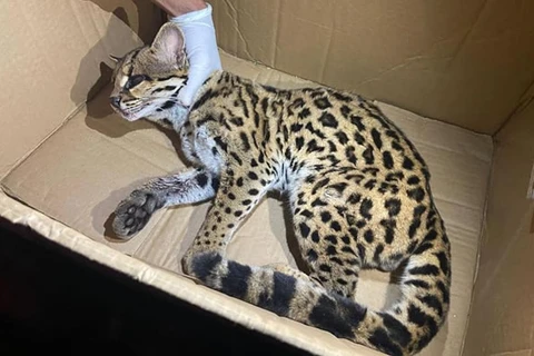 Jaguatirica é resgatada e salva após ser atropelada, em Prudentópolis.